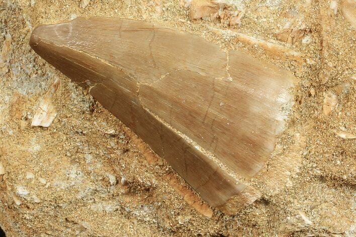 Mosasaur (Prognathodon) Tooth In Rock #70446